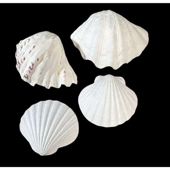 Seashells 2 Large & 2 Smaller Ones Estate Sale Find Very Beautiful - Lot Of 4 - Picture 1 of 16